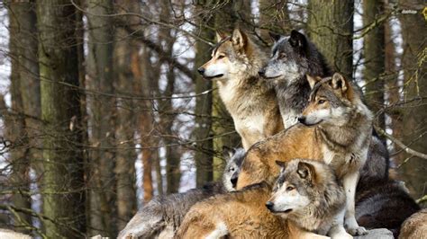 wolf pack in nature